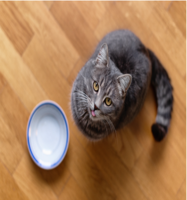 Tips for Choosing the Best Cat Food in Bangladesh